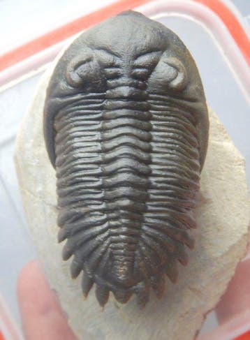 Trilobiet - Fossiel skelet - Hollardops mesocristata - 6 cm