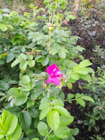 bosplantsoen in pot Rosa rugosa bottelroos, Ophalen of Verzenden, Overige soorten, Struik