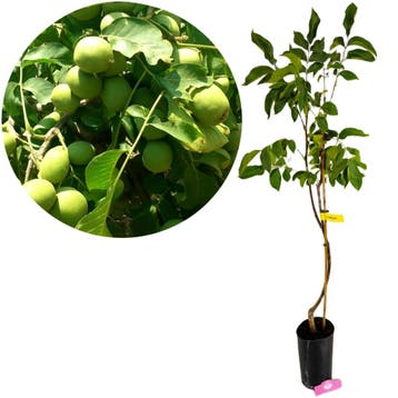 Juglans regia Chandler, Walnotenboom + pot, Verzenden, Volle zon