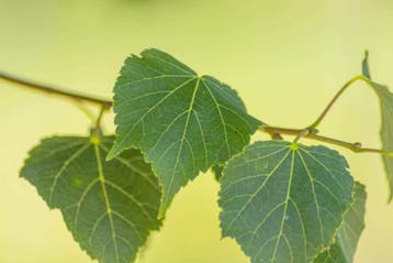 Tilia cordata Green Globe bolvorm 12/14 225cm stam, Tuin en Terras