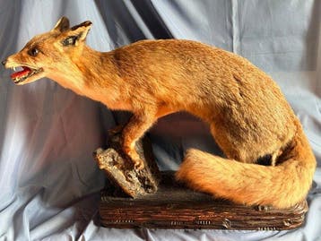 Volpe Taxidermie volledige montage - Vulpes vulpes (with, Nieuw