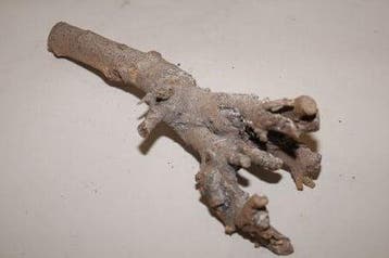Kuwa Root stronk 25-30cm Greywash, Ophalen of Verzenden, Nieuw