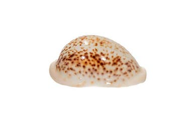 Verzamelingsschelp - Kauri-schelp $$$ GEM $$$ Topconditie, Nieuw