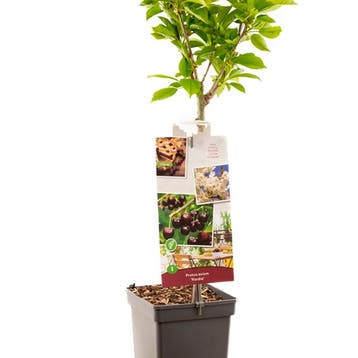 Zoete Kers Kordia container (P18) Wit, Tuin en Terras, Verzenden