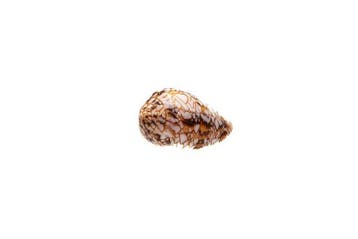 Conus (Cylinder) retifer | Zeldzaam droompatroon •, Nieuw