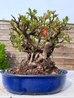 Chaneomeles speciosa bonsai in prachtige bonsaischaal -, Antiek en Kunst