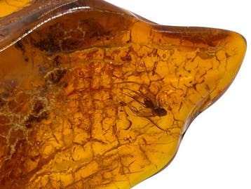 Natuurlijk fossiel exemplaar - Echt Baltisch amberstuk met