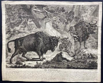 Johann Elias Ridinger (1698-1767), after - Two Bison
