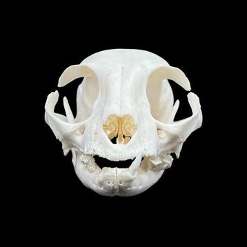 Kat Schedel van een zoogdier - Felis Catus - 7 cm - 8 cm -, Nieuw