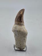 Mosasaurus - Fossiele tand - 10 cm (Zonder minimumprijs), Verzamelen