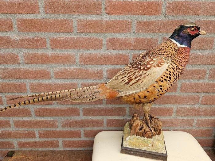 Ringnek Fazant Taxidermie volledige montage - Phasianus, Verzamelen, Dierenverzamelingen