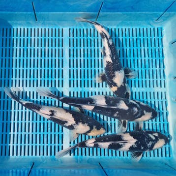 Outdoor showroom koi en vijvers | SALE TOT 50%, Dieren en Toebehoren, Karper of Koi