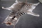 Plains Zebra Skin with Head Gewei - Equus quagga - 330 cm -, Nieuw