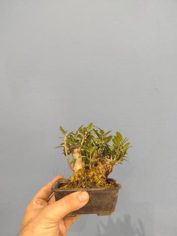 Olijf bonsai (Olea europaea) - Hoogte (boom): 10 cm - Diepte