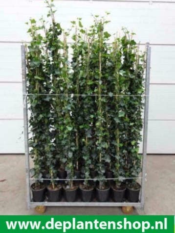 Hedera klimop hibernica klimop gaaswerk groenblijvende haag, Vaste plant, Ophalen of Verzenden, Bloeit niet, Halfschaduw