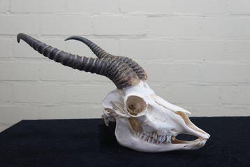Springbok Schedel - Antidorcas marsupialis - 24 cm - 39 cm -, Nieuw