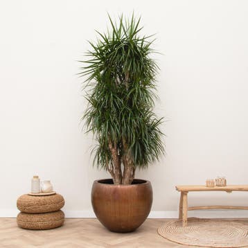 Green Bubble - Dracaena Marginata vertakt XXL - 225cm, Ophalen of Verzenden