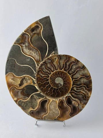 Ammoniet - Gefossiliseerd dier - Aioloceras (Cleoniceras), Verzamelen, Mineralen en Fossielen