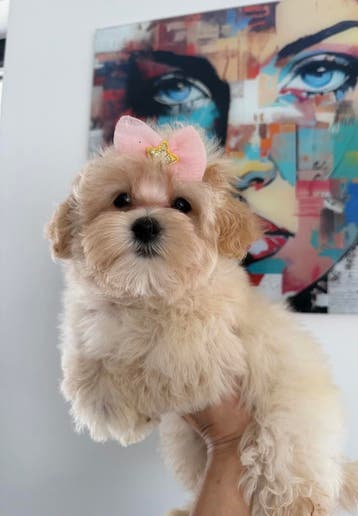 Maltipoo f1 teefjes mini , 2 x ingeent, Parvo, Overige rassen, 8 tot 15 weken, Teef
