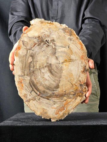 Fossiel hout - Gefossiliseerd hout - 36 cm - 26 cm