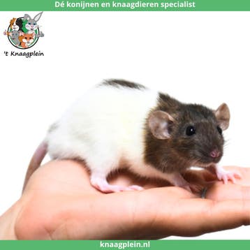 Jonge handtamme dwergratten te koop!, Dieren en Toebehoren, Meerdere dieren, Rat, Tam