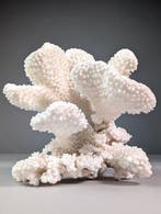 Catspaw koraalskelet (alleen EU-bieders) Koraal - Acropora, Nieuw