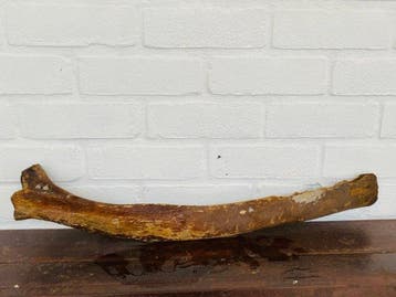 Wolharige mammoet - Fossiel fragment - Mammuthus primigenius, Verzamelen