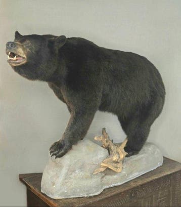 Zwarte beer Taxidermie volledige montage - Ursus americanus, Nieuw