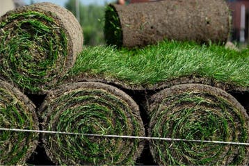 Premium sport- & speelgazon graszoden | Iedere dag vers, Ophalen of Verzenden, Nieuw, Gras