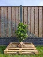 Laurier - Prunus Laurocerasus Novita - 60 t/m 200cm, Ophalen of Verzenden, Laurier, Struik