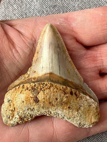 Megalodon-tand 6,9 cm - Fossiele tand - Carcharocles
