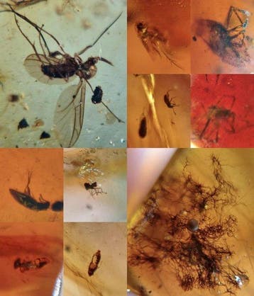 Birmese barnsteen + insecten/insluitsels - Barnsteen (Zonder