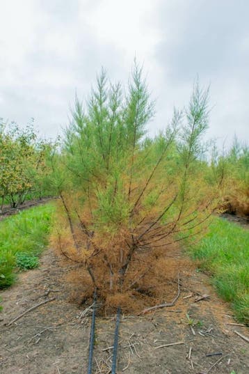 Tamarix tetrandra meerstammig 200-250