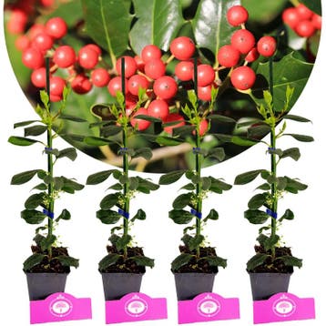 Ilex Nellie R. Stevens + pot 9cm 4 pcs, Tuin en Terras, Verzenden, Volle zon