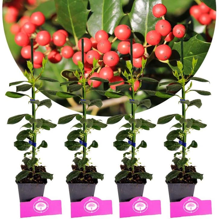 Ilex Nellie R. Stevens + pot 9cm 4 pcs, Tuin en Terras, Planten | Fruitbomen, Volle zon, Verzenden