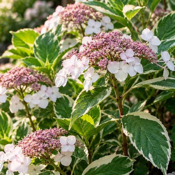 Hortensia ‘Tricolor’ (Boerenhortensia) Sierplanten, Rask, Verzenden, Hortensia, Struik