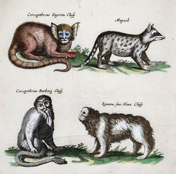 Matthäus Merian (1593-1650) - folio - Bearded Monkey,
