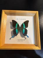 Vlinderspecimen — (Great Blue Swallowtail), In lijst, Antiek en Kunst
