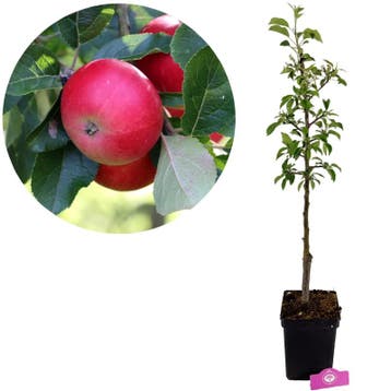 Malus domestica Discovery + Pot 23cm, Tuin en Terras, Planten | Fruitbomen, Verzenden, Volle zon