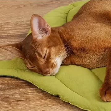 Bladvorm Kattenbed –Zachte Antislip Slaapmat en Wasbaar Klee, Verzenden, Nieuw