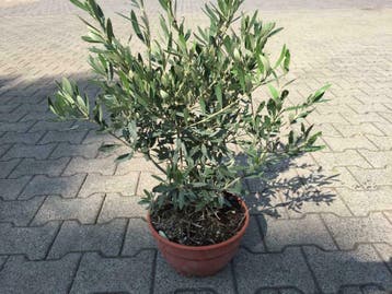 Olijfboom / Olijfbomen  50/60cm, Ophalen of Verzenden, Olijfboom, Minder dan 100 cm, Zomer