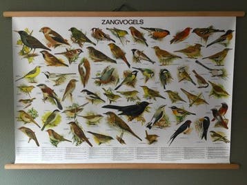 Fraaie schoolplaat poster Zangvogels - Slijper - Schoolkaart