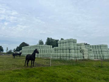 Midibalen paardenhooi, met analyse, laag suiker, Ophalen of Verzenden, Vee