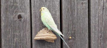 Parkiet Taxidermie volledige montage - Budgerigar, Nieuw