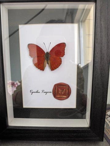 Vlinder Taxidermie wandmontage - Cymothoe Sangaris - 17 cm -