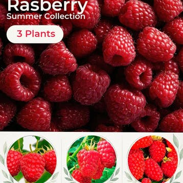 Zomerframbozencollectie – 3 Planten, Verzenden