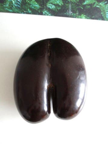 sculptuur, Coco de mer - 23 cm - Cocosnoot - 1972, Verzamelen, Nieuw