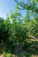Laburnum anagyroides meerstammig 250-300