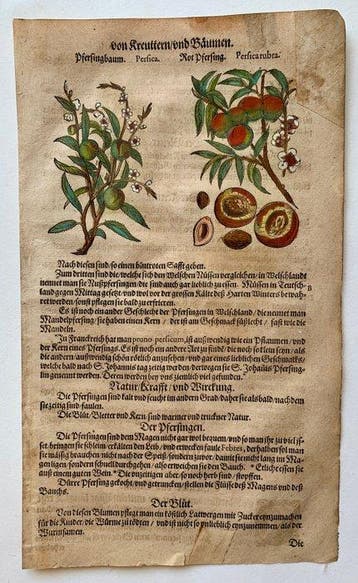 Pietro Andrea Mattioli - Kreutterbuch - 1611