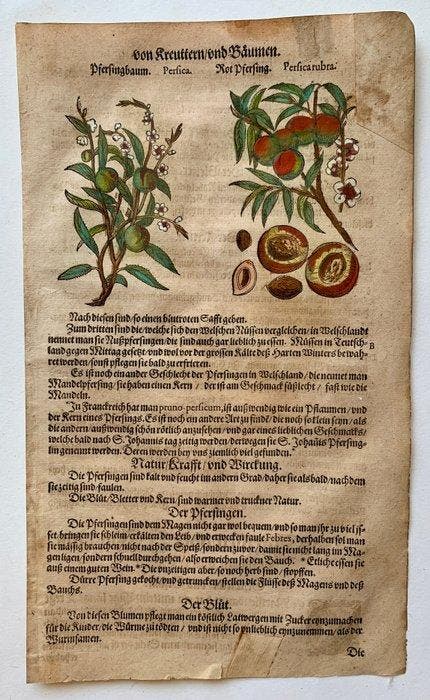 Pietro Andrea Mattioli - Kreutterbuch - 1611, Antiek en Kunst, Antiek | Boeken en Bijbels